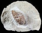 D, Oligocene Aged Fossil Pine Cone - Germany #63280-2